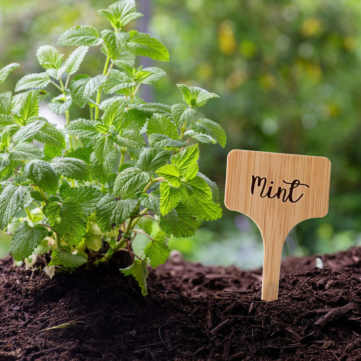 VITEVER labels in flowerpots help track growth and types.