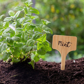 VITEVER labels in flowerpots help track growth and types.