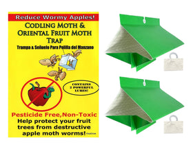 VivaGrow Codling Moth Trap installed on tree shows two-trap setup for broader coverage.