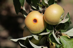 VivaGrow Garden use scenario shows pest monitoring with pesticide-free attractants.