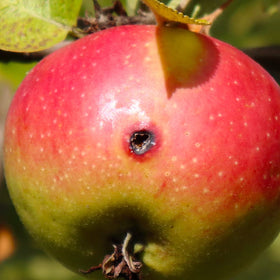 VivaGrow Non-toxic lure emphasizes safety for families and beneficial insects.