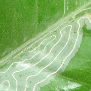 VivaGrow VivaTrap VT-102 targets citrus leafminers to help protect foliage.