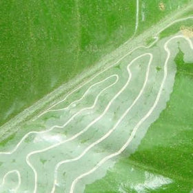 VivaGrow VivaTrap VT-102 targets citrus leafminers to help protect foliage.