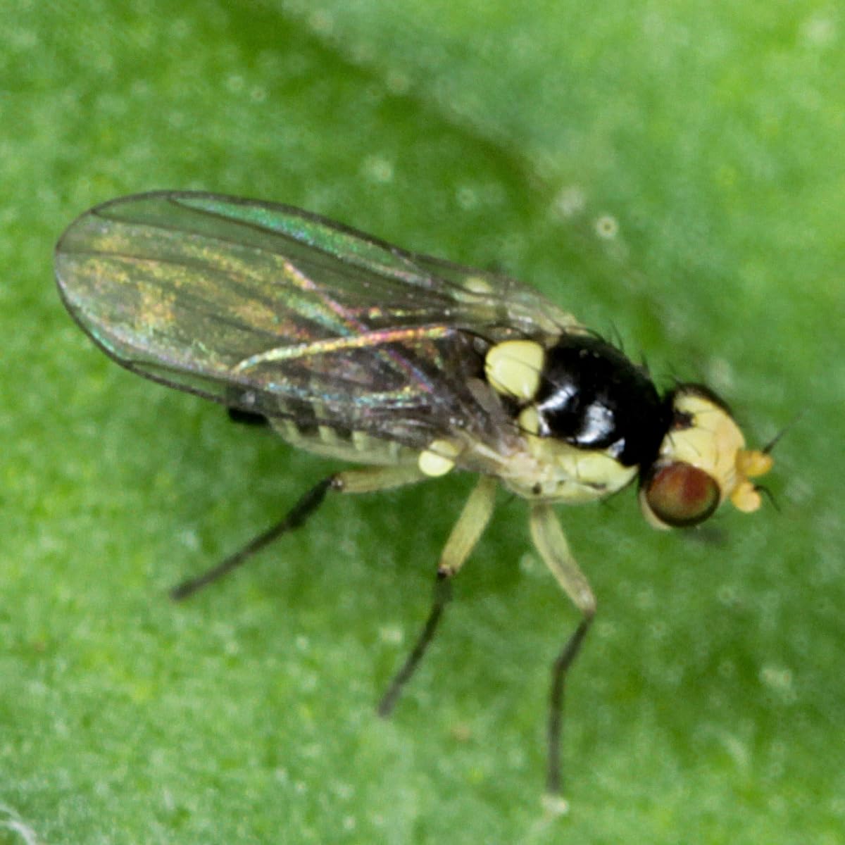 VivaGrow VivaTrap VT-102 pheromone lures designed for targeted citrus pest attraction.