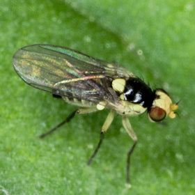 VivaGrow VivaTrap VT-102 pheromone lures designed for targeted citrus pest attraction.