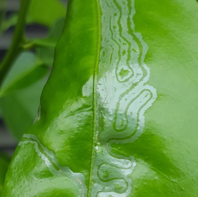 VivaGrow VivaTrap VT-102 twist ties for easy hanging on citrus trees.
