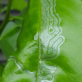 VivaGrow VivaTrap VT-102 twist ties for easy hanging on citrus trees.