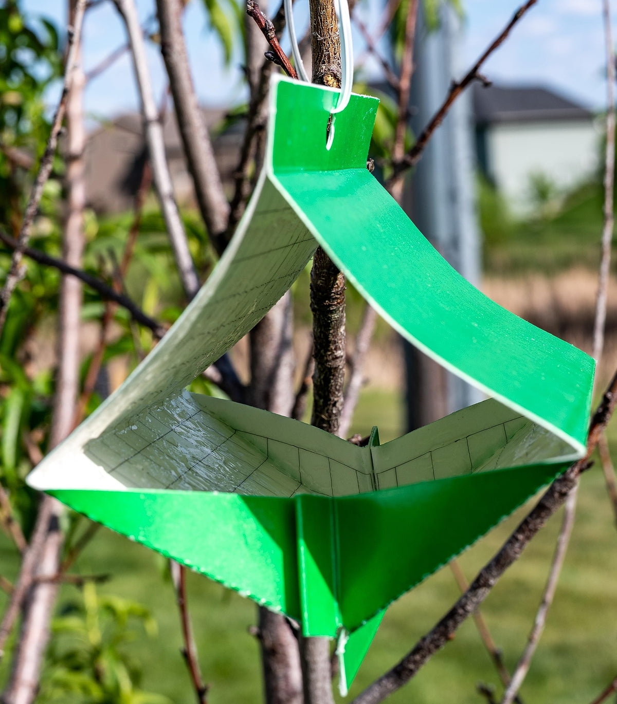 VivaGrow VT-105 lure area attracting peach tree borers
