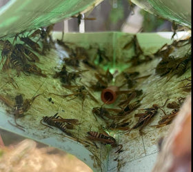 VivaGrow VT-105 twist ties used for hanging traps