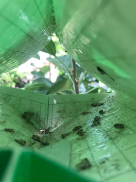 VivaGrow long-life lures provide season-long protection for fruit trees.
