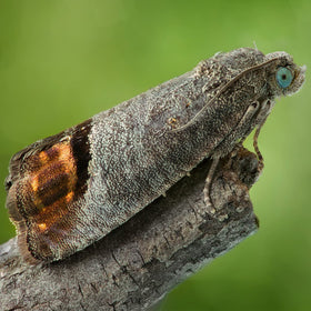 VivaGrow glue traps catch moths for easy monitoring.