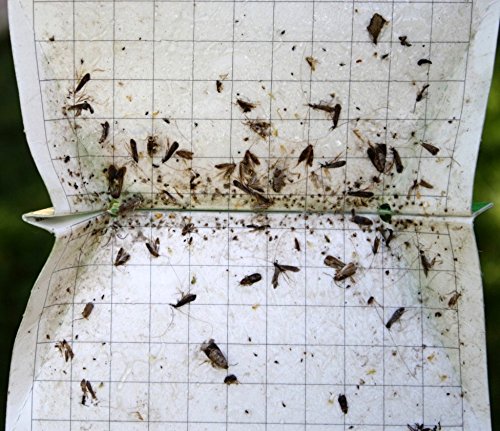 VivaGrow VivaTrap helps manage pests without unnecessary spraying.