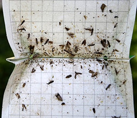 VivaGrow VivaTrap helps manage pests without unnecessary spraying.