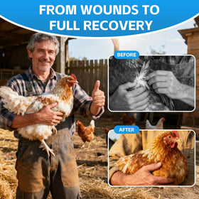 VivaElixir chicken wound spray application on wound showing gentle use