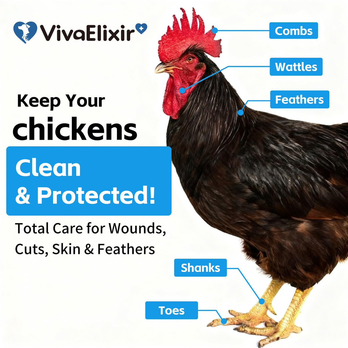 VivaElixir HOCl formula closeup illustrating safe cleansing for birds