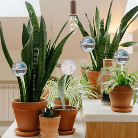 Vividaire watering globe in use for consistent plant hydration