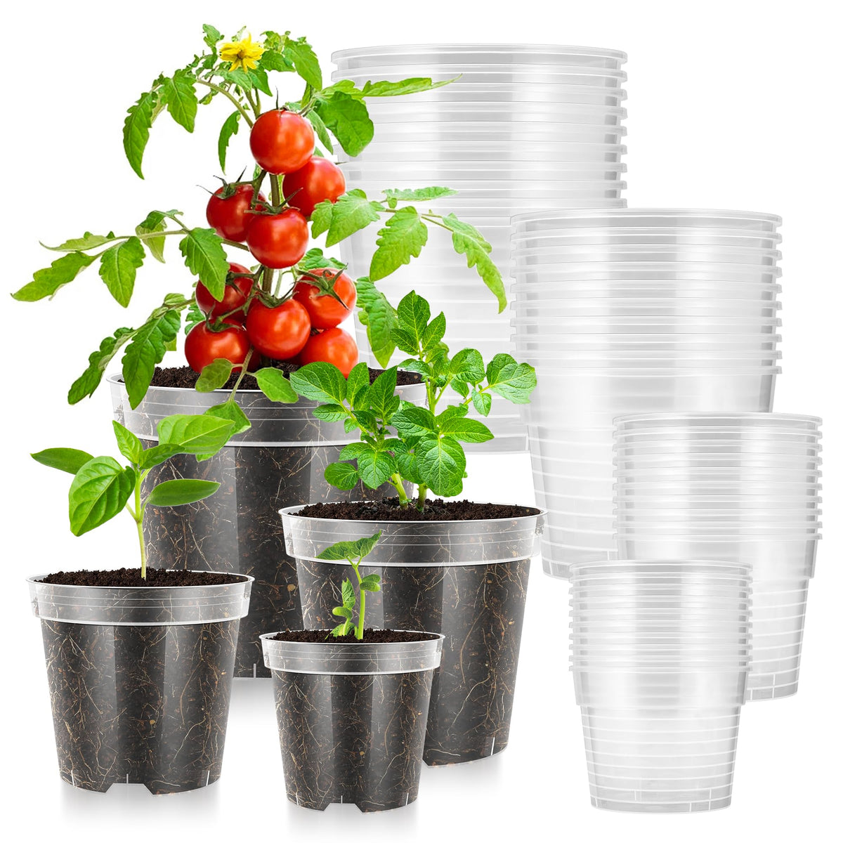 VIVOSUN clear nursery pot 3-inch top view, perfect for precise seed germination.