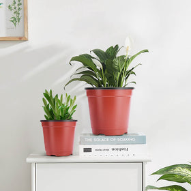 VIVOSUN compact 50-pack pots for organized seed starting.