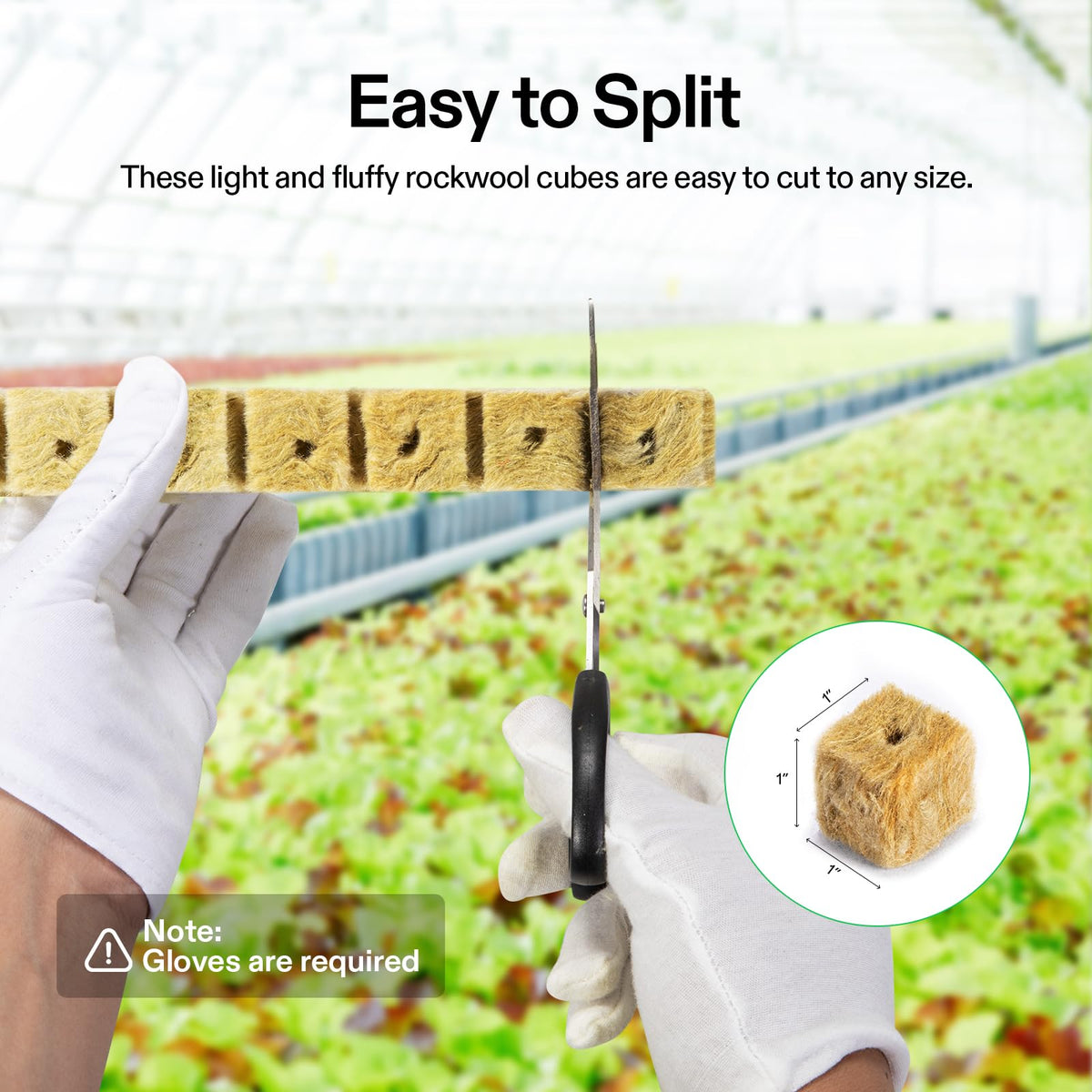 Inserting seedling into a VIVOSUN rockwool cube