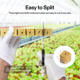 Inserting seedling into a VIVOSUN rockwool cube