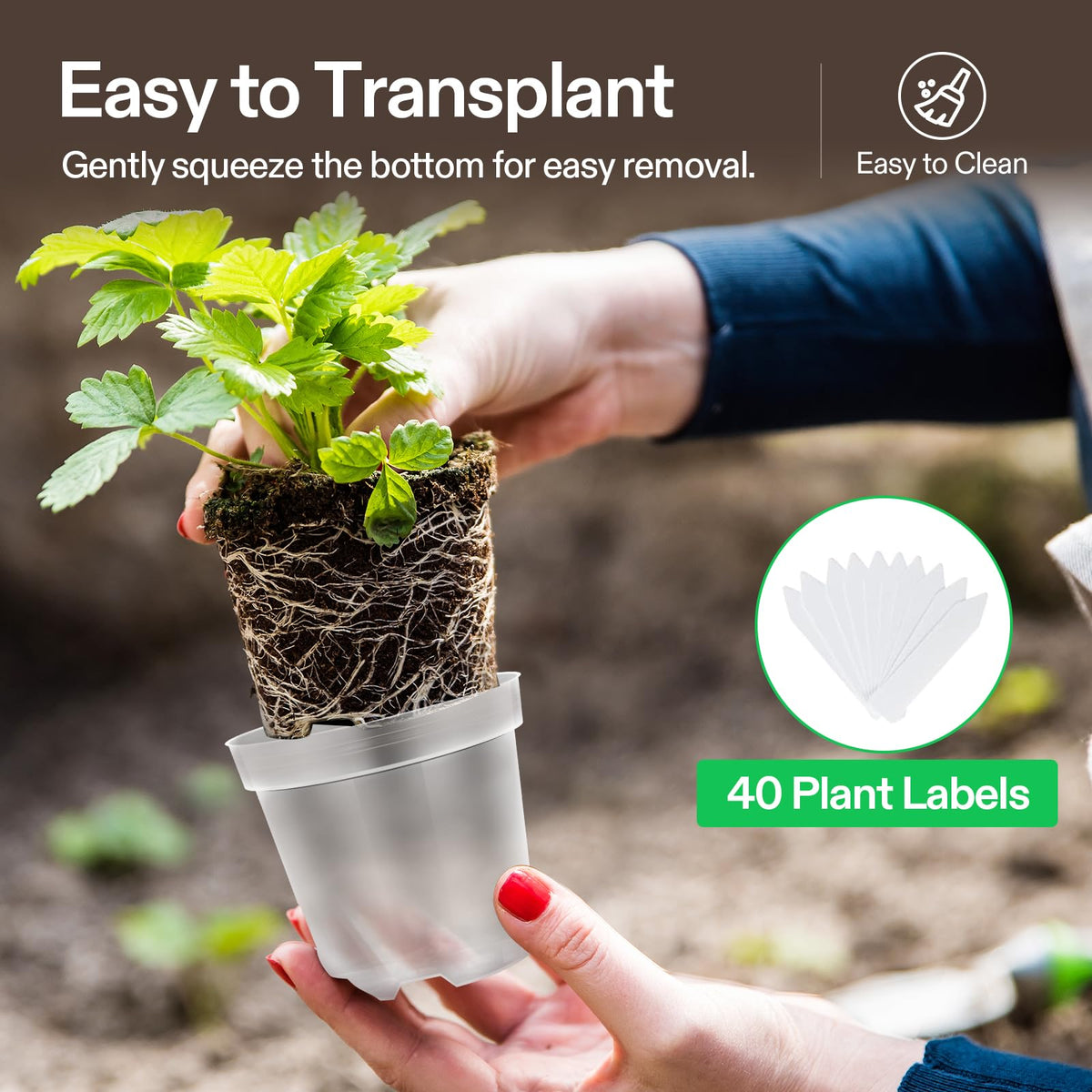 VIVOSUN seedling transplant into pot, showing root-friendly space and visibility.