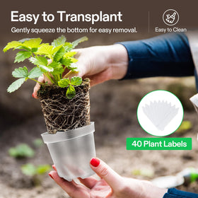 VIVOSUN seedling transplant into pot, showing root-friendly space and visibility.