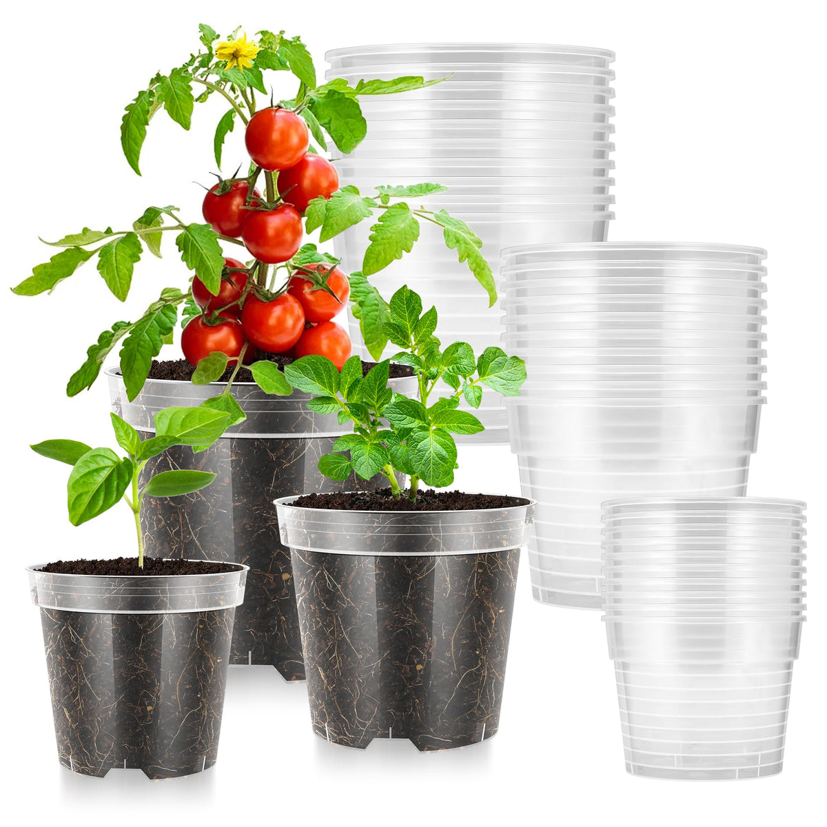 VIVOSUN 36-pack clear nursery pots in three sizes for versatile seedling placement.