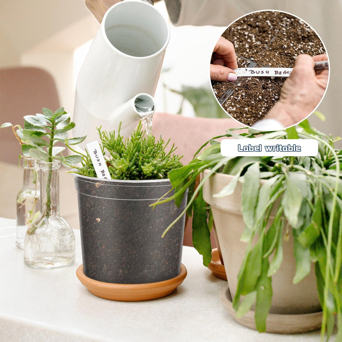 VOKOY clear pots with drainage holes for easy watering and root observation.