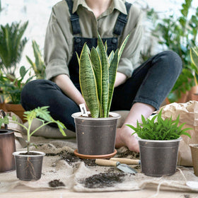 VOKOY 40-pack plant labels for clear pot organization and ID.