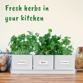 Volila kitchen windowsill garden ready to grow fresh herbs at home.