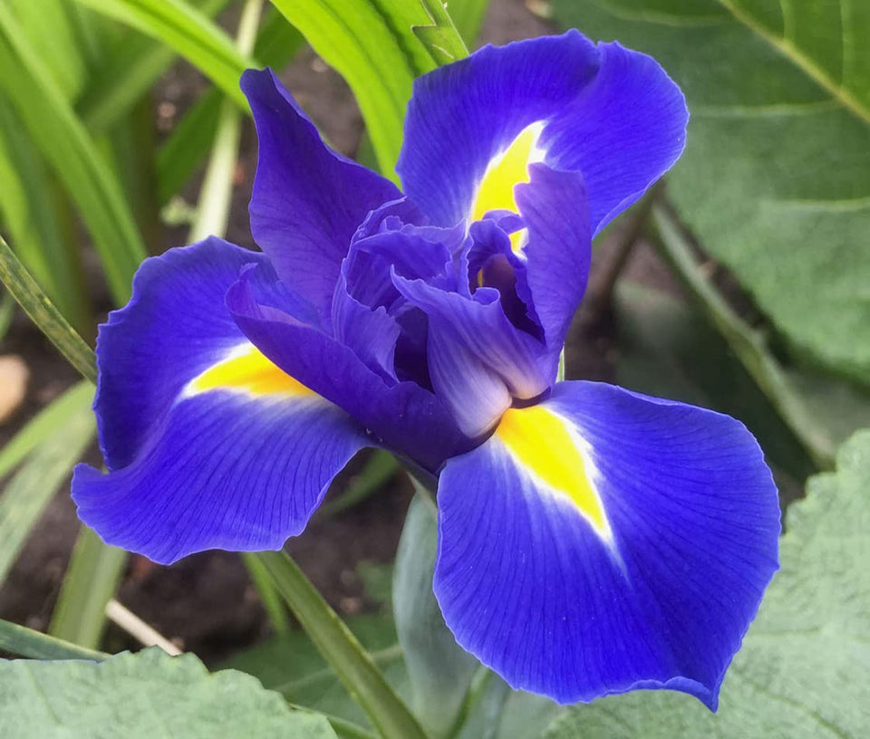 Votaniki Blue Magic Dutch Iris bulbs with tall blue blooms for borders and back-of-bed plantings.