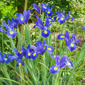 Votaniki Blue Magic Dutch Iris bulbs ideal for cut flower arrangements and late-spring borders.