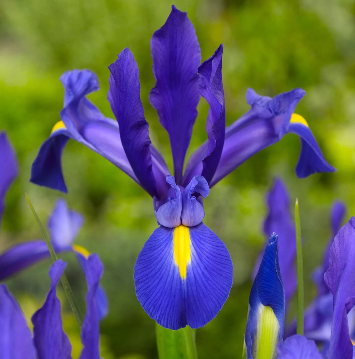 Votaniki Blue Magic Dutch Iris with fragrant, large-petaled blue flowers for borders and arrangements.