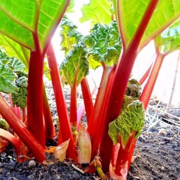 Votaniki Victoria rhubarb crown ready to plant for a reliable year-after-year harvest
