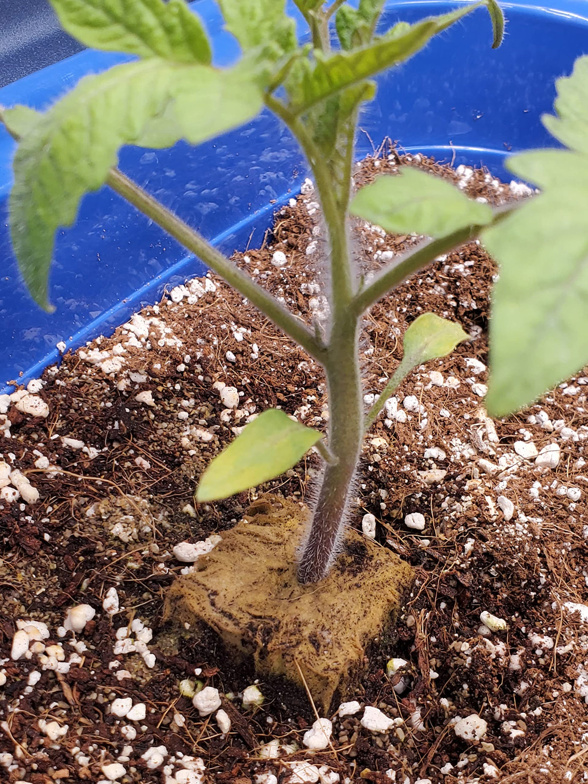 Voulosimi home garden perlite uses in beds and containers
