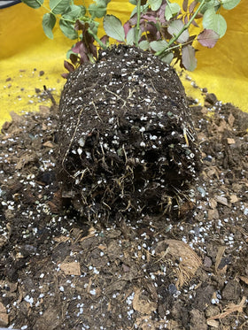 Voulosimi neutral-ph perlite demonstrating stability in various soils