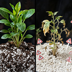 Voulosimi perlite offers clean, decorative white texture for planters