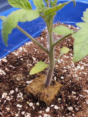 Voulosimi Perlite garden mix setup demonstrates easy soil amendment integration.