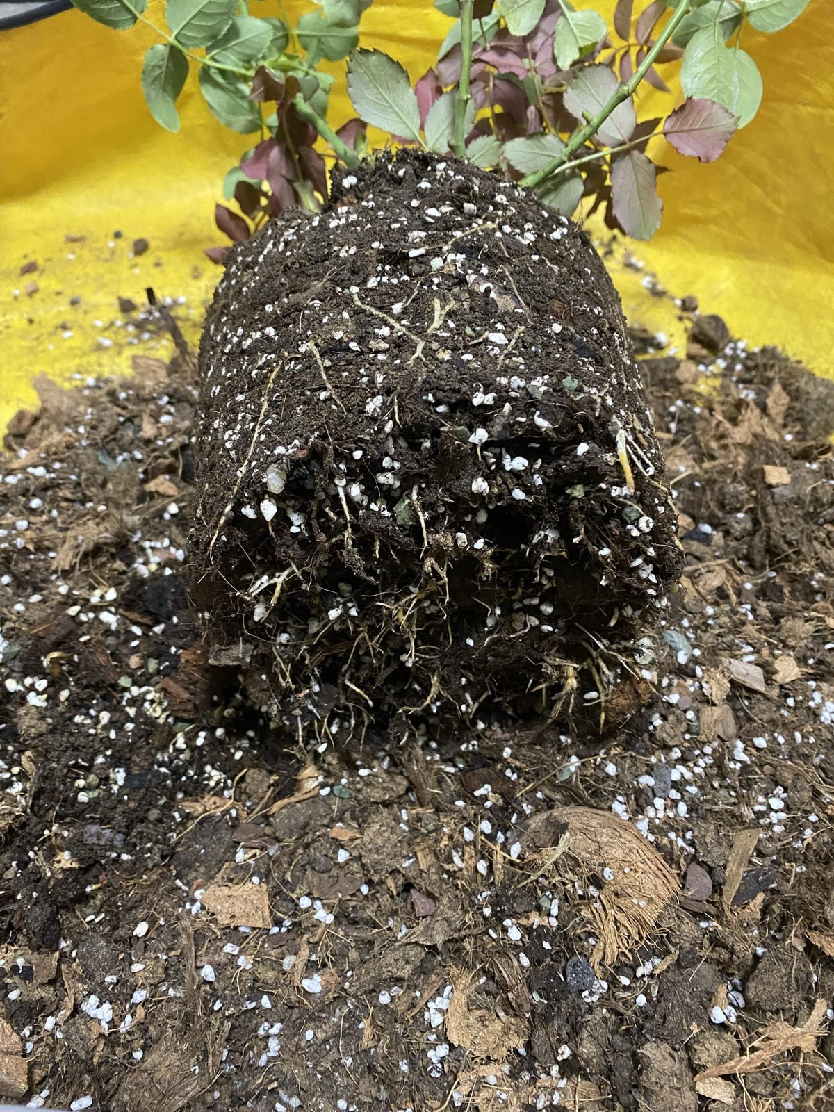 Home and garden uses with Voulosimi perlite create clean, airy soil mixes.