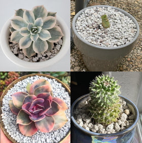 Voulosimi pumice-rock-garden-decor natural texture for vase fillers