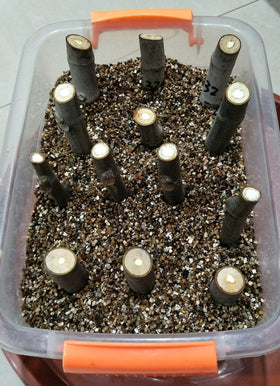Voulosimi vermiculite bag on shelf ready for garden use.