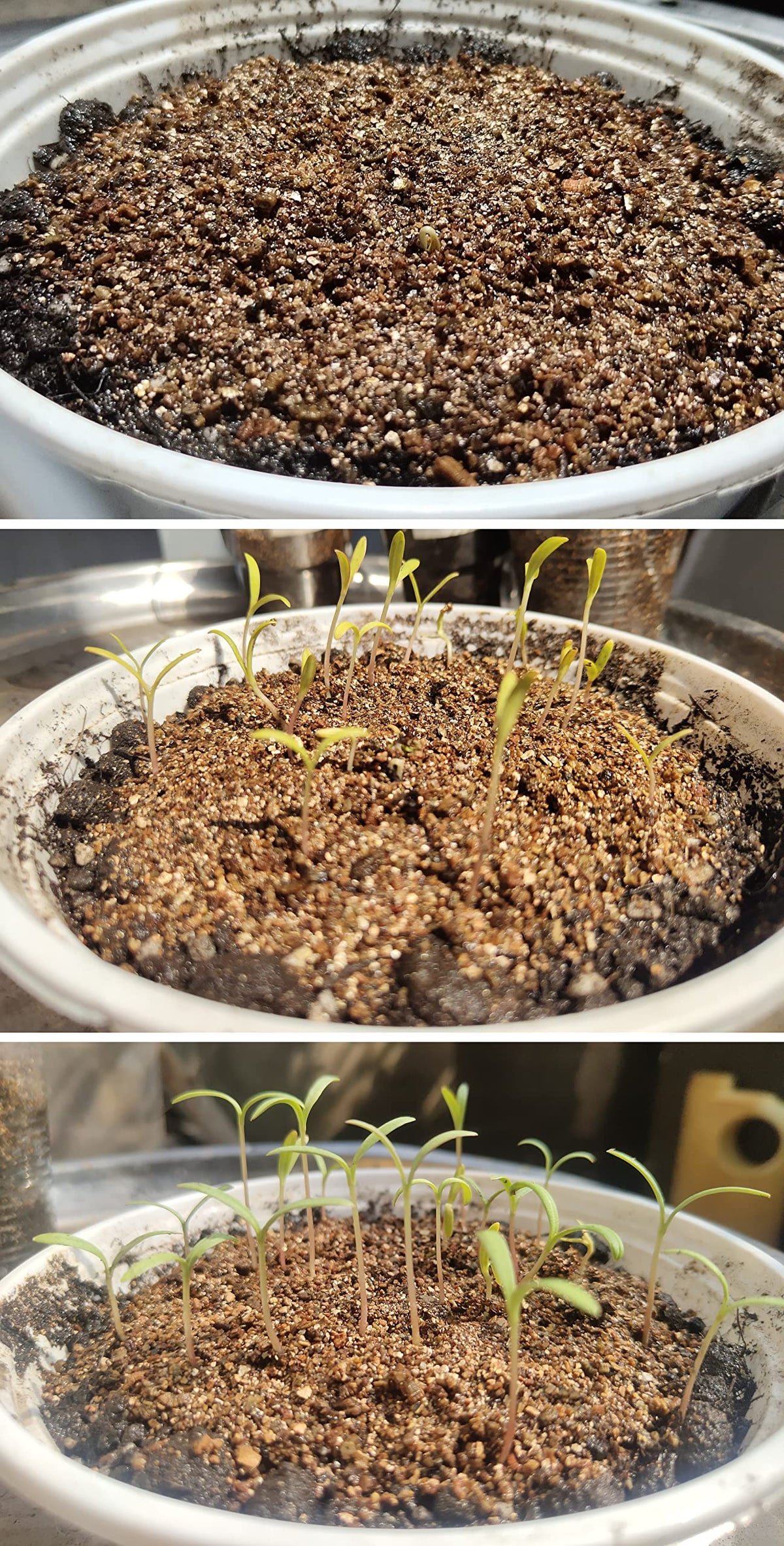 Voulosimi vermiculite in a potting tray supporting young plants.