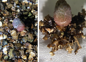 Voulosimi vermiculite used in seed starting for consistent moisture.