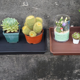 VUWEZ humidity-tray-cleaning recommends easy reuse between plantings