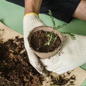 vwpvdeeg eco-friendly peat pots designed for transplant-free gardening
