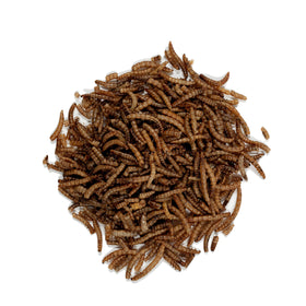 Wagner's Mealworms closeup shows high-protein content for songbirds.