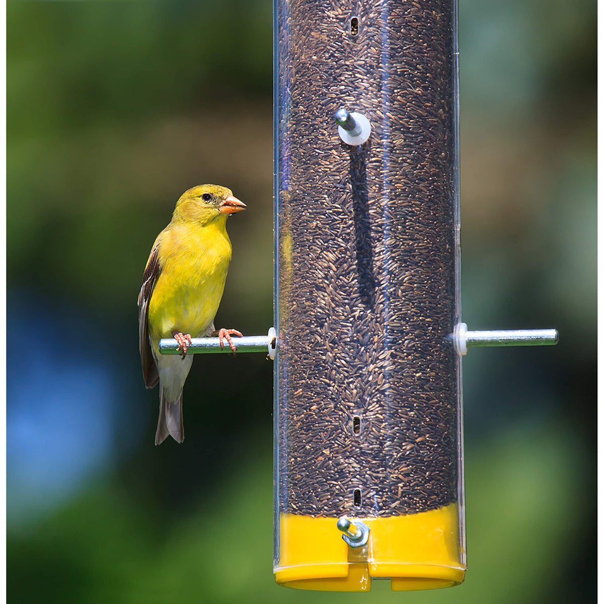 Wagner's Nyjer Seed near a small-feeder garden boosts visits