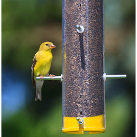 Wagner's Nyjer Seed near a small-feeder garden boosts visits