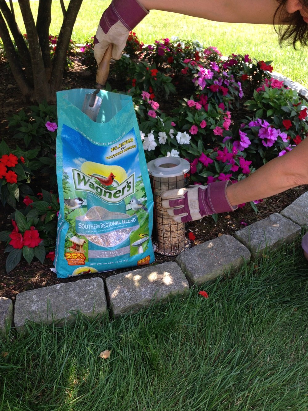 Wagner's Southern Regional Blend at a feeder attracting diverse songbirds.