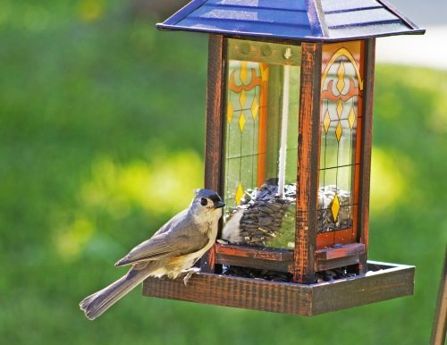 Woodpecker enjoying Wagner's striped sunflower seed at a feeder.